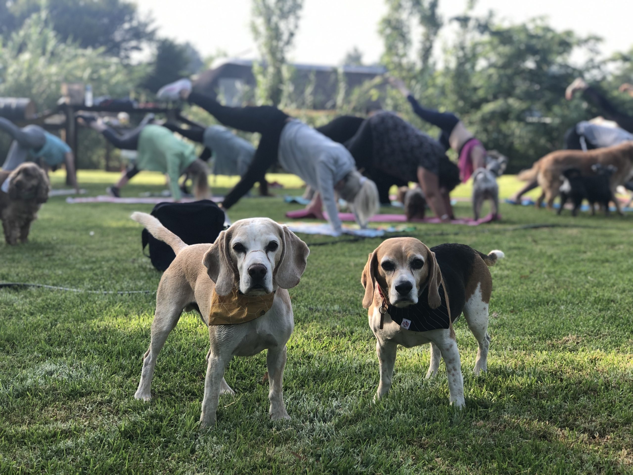 doga-event-beagles