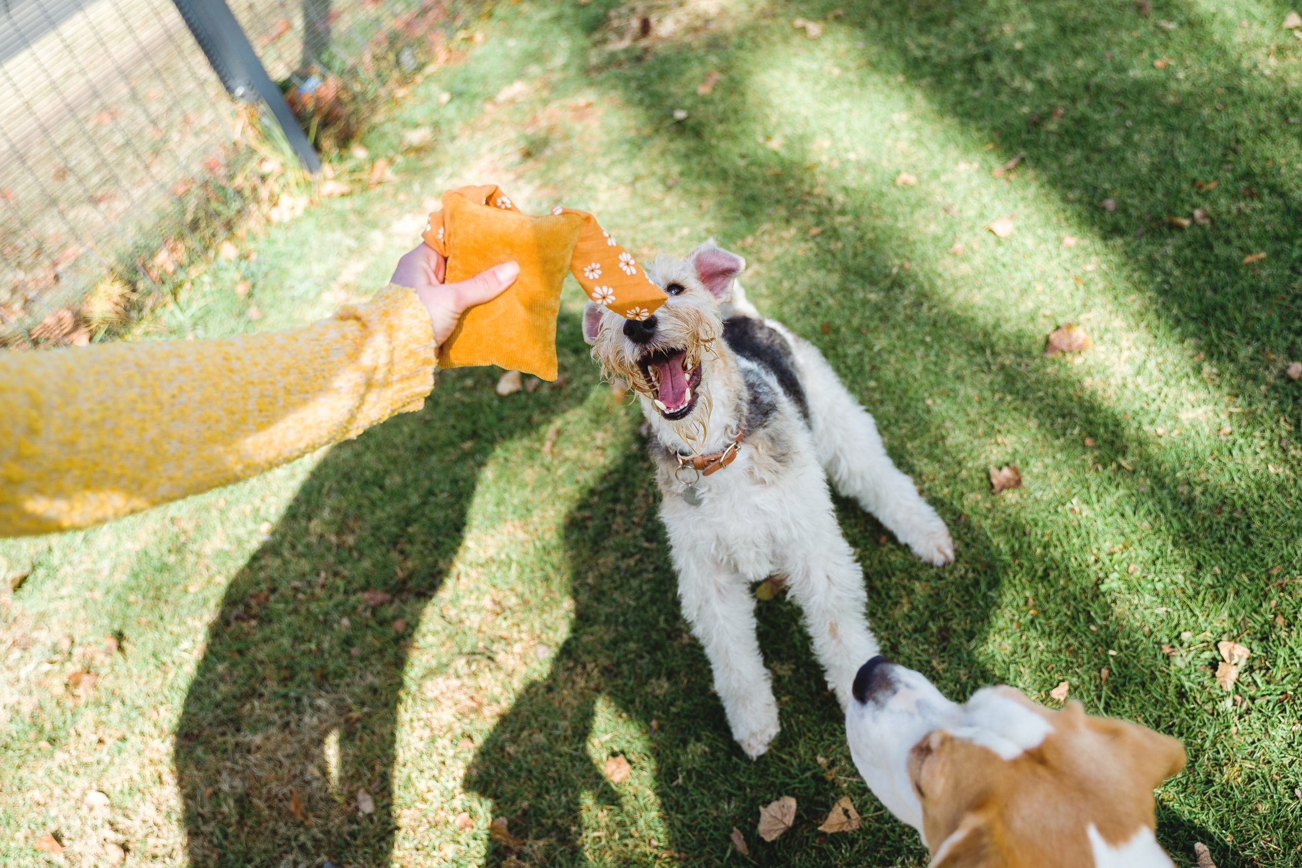 small-dog-toy-say-cheese